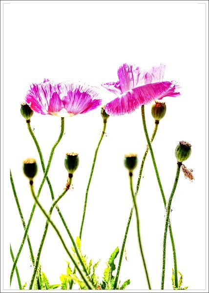 11-春天的芭蕾--朱志平.jpg 11-春天的芭蕾--朱志平.jpg