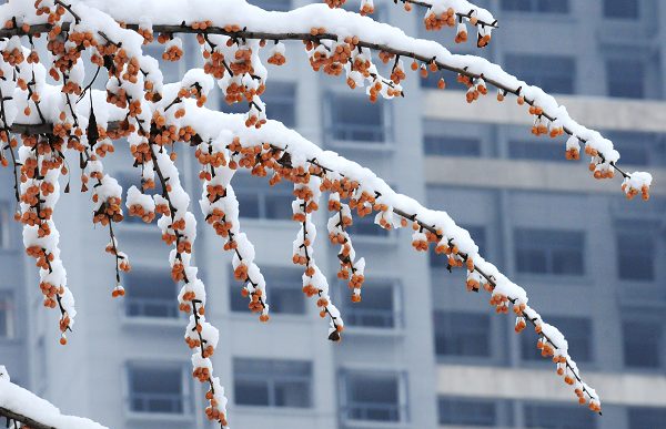 49-瑞雪丰年--刘焱.JPG 49-瑞雪丰年--刘焱.JPG
