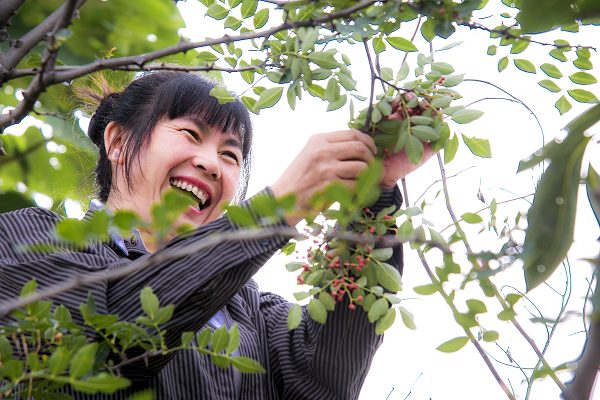 23《小花椒大丰收》 刘永峰.jpg 23《小花椒大丰收》 刘永峰.jpg