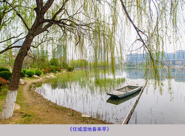 43《湿地春来早��?孟玉��? 13355128618.jpg